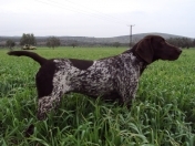 Satılır 28000 sot torpaq Neftçala