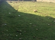 Satılır 3 sot torpaq Masazır