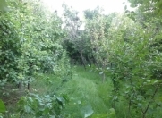 Satılır 5 sot torpaq Şıxov