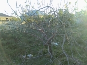 Satılır 3 sot torpaq Sumqayıt