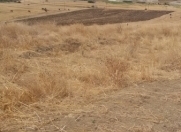 Satılır 80 sot torpaq Biləcəri