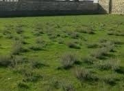 Satılır 9 sot torpaq Binə