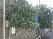 Satılır 4 otaqlı 1500 m2 həyət evi Bilgəh