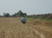 Satılır 1300 sot torpaq Neftçala