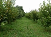 Satılır 70 sot torpaq Xaçmaz