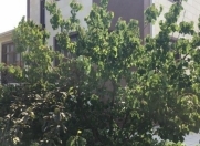 Satılır 8 otaqlı 240 m2 həyət evi Şağan