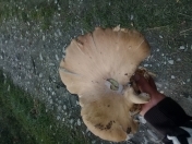 Satılır 1.5 sot torpaq Quba