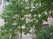 Satılır 8 otaqlı 380 m2 villa Sulutəpə