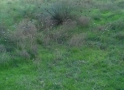 Satılır 4 sot torpaq Ramana