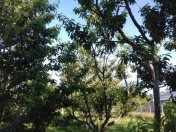 Satılır 20 sot torpaq Xaçmaz