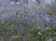 Satılır 6 otaqlı 50 m2 həyət evi Saray