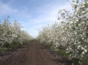 Satılır 138 sot torpaq Xaçmaz