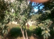 Satılır 5 sot torpaq Saray