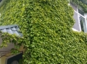 İcarəyə verilir 6 otaqlı 225 m2 həyət evi İsmayıllı