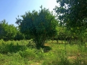 Satılır 12 sot torpaq Fatmayı