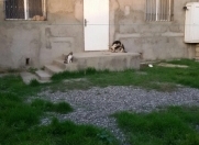 Satılır 3 otaqlı 100 m2 həyət evi Məhəmmədli