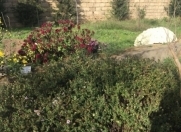 Satılır 20 sot torpaq Albalı