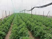 Satılır 5 otaqlı 8000 m2 obyekt Maştağa