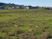 Satılır 10 sot torpaq Çiçək