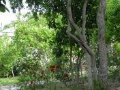 Satılır 8 sot torpaq Aygun City