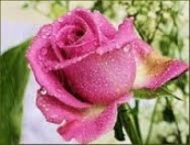 İcarəyə verilir 1 otaqlı 28 m2 köhnə tikili 3 mkr