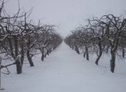 Satılır 100 sot torpaq Quba