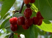 Satılır 10 sot torpaq Xaçmaz