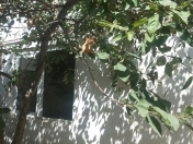 İcarəyə verilir 2 otaqlı 41 m2 həyət evi Y.Günəşli