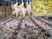 Satılır 10000 sot torpaq Zirə