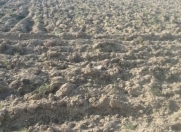 Satılır 12 sot torpaq Türkan