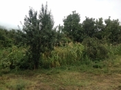 Satılır 8 sot torpaq İsmayıllı