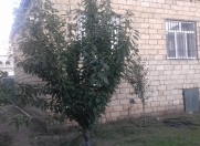 Satılır 3 otaqlı 94 m2 həyət evi Hökməli