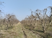 Satılır 30 sot torpaq Quba