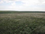 Satılır 8 sot torpaq Fatmayı