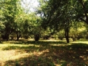 Satılır 100 sot torpaq Şəki