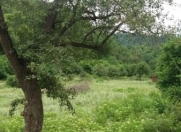 Satılır 10 sot torpaq Qusar