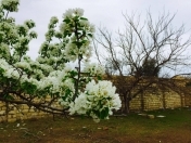 Satılır 14 sot torpaq Fatmayı