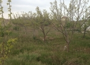 Satılır 12 sot torpaq Pirşağı