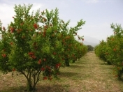 Satılır 6 sot torpaq Quba