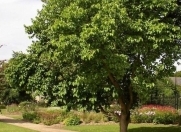 Satılır 25 sot torpaq Bilgəh