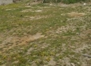 Satılır 7.5 sot torpaq Masazır