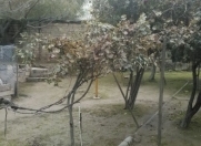 Satılır 4 sot torpaq Badamdar