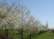 Satılır 100 sot torpaq Quba