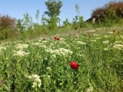 Satılır 1 sot torpaq Xızı