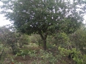 Satılır 24 sot torpaq Fatmayı