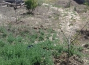 Satılır 6 sot torpaq Savalan