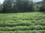 Satılır 15 sot torpaq Quba