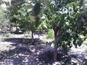 Satılır 4 sot torpaq Sulutəpə