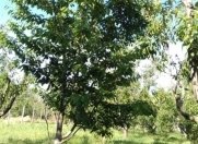 Satılır 20 sot torpaq Xaçmaz