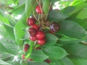 Satılır 2 sot torpaq Bakıxanov